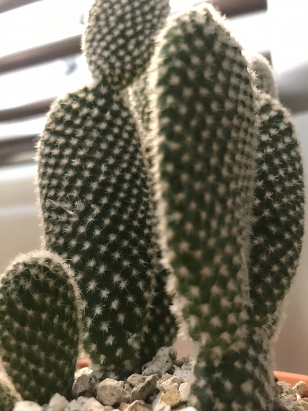 新入り♪