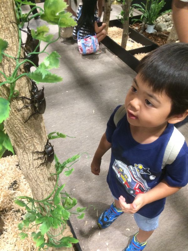 スカイツリー、大昆虫展行ってきました♪